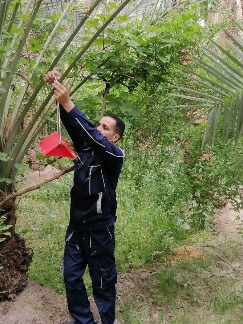 زراعة كربلاء تواصل مكافحة حشرة الحميرة على بساتين النخيل