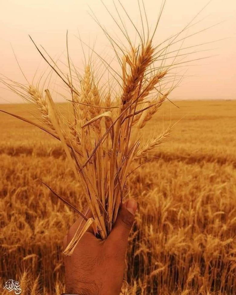 زراعة كربلاء تصدر توجيها هاما للمزارعين