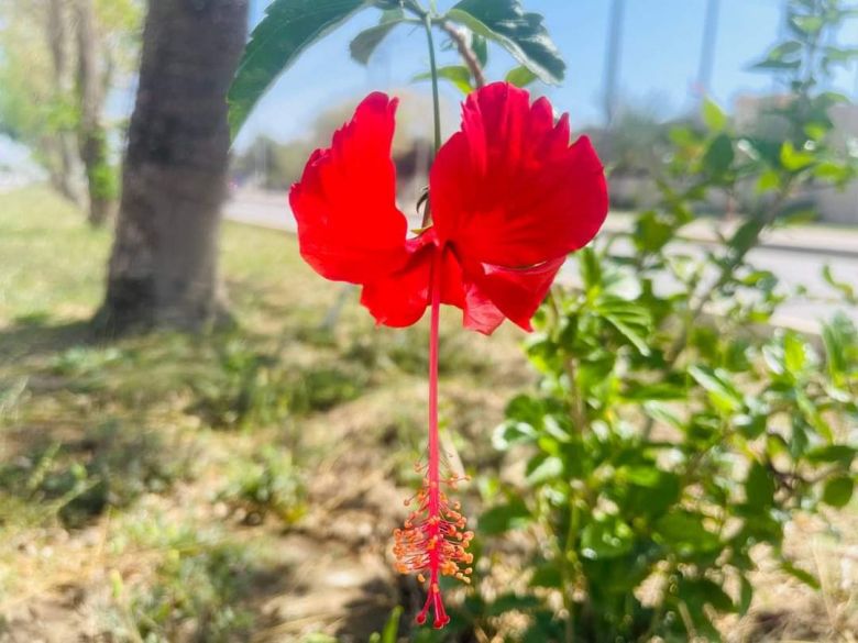 صباحات كربلائية مفعمة بالوان الحياة