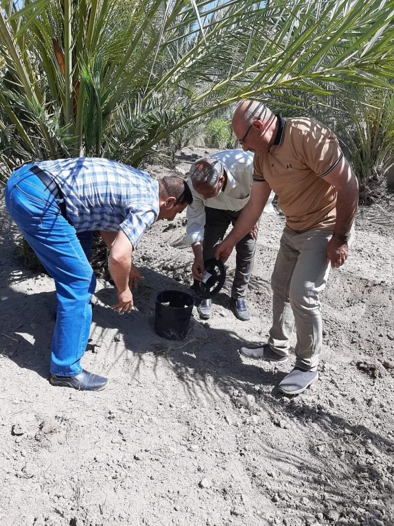 زراعة كربلاء تنفذ حملة واسعة لمكافحة حفارات النخيل