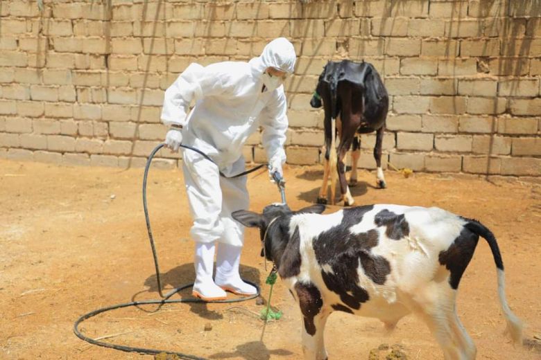 تنفيذ حملة وقائية مجانية للقضاء على مرض الحمى النزفية في كربلاء