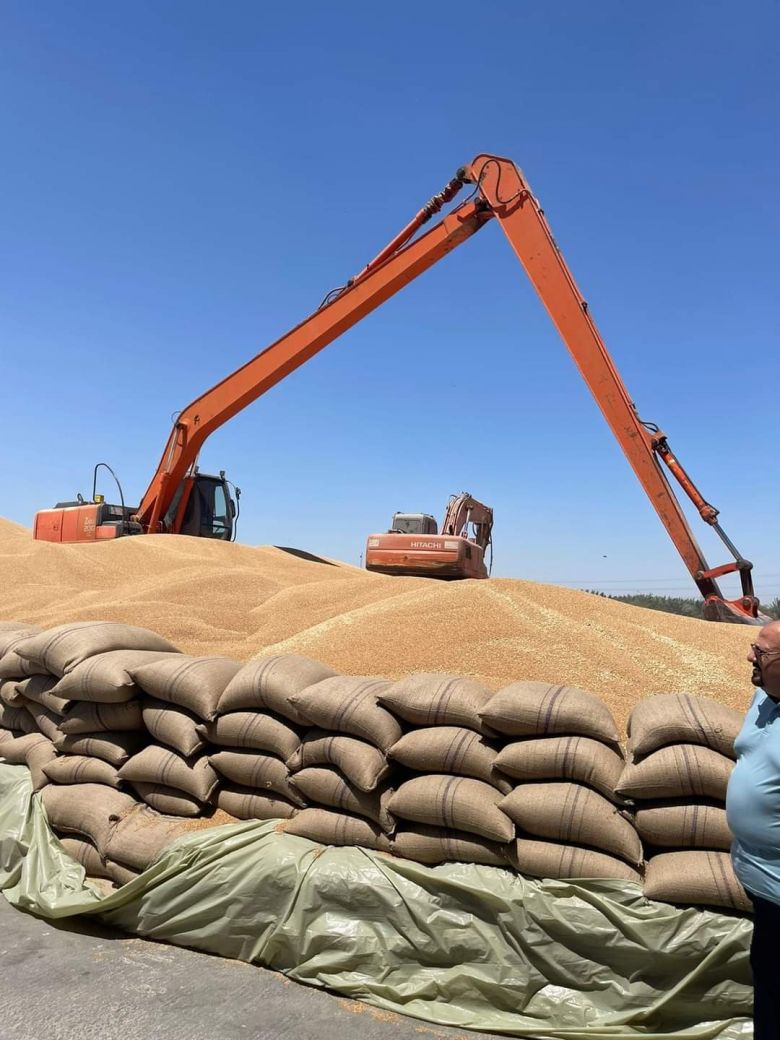 زراعة كربلاء تعلن عن تسويق أكثر من 228 الف طن من محصول الحنطة للموسم الزراعي الحالي