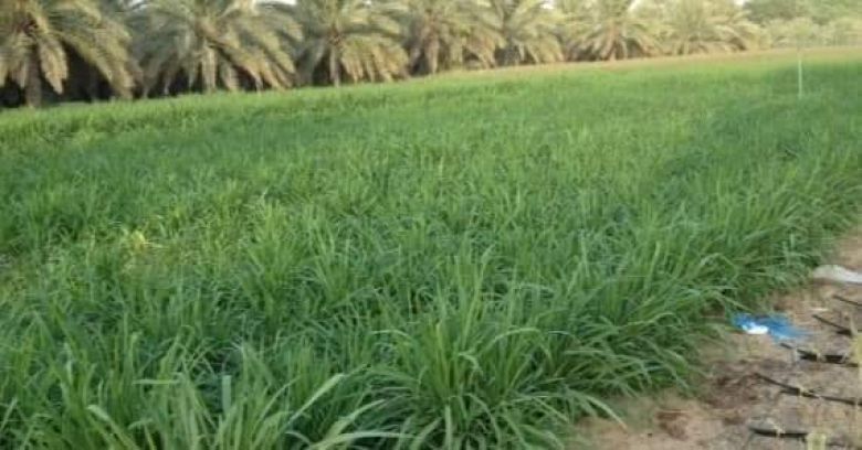 زراعة مايقارب ثلاثة عشر دونما بالمخاليط العلفية في كربلاء