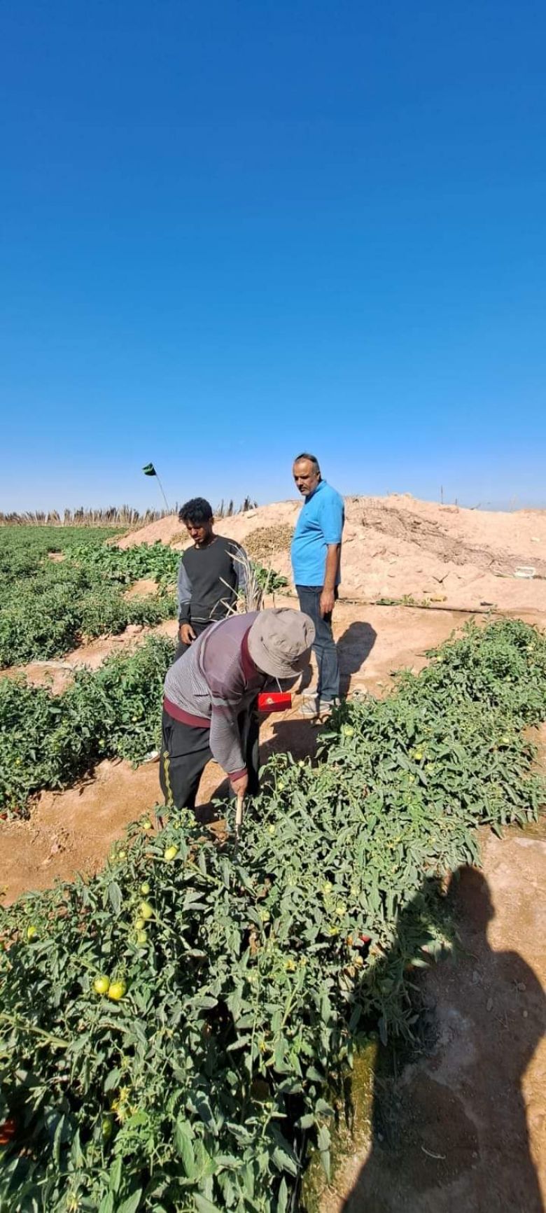 زراعة كربلاء تباشر بالحملة المجانية لمكافحة حشرة حفار أوراق الطماطة