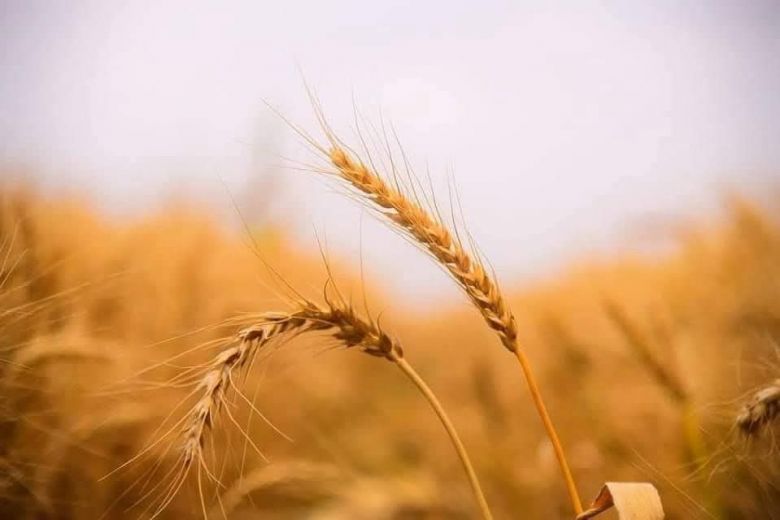 زراعة كربلاء تنهي الاستعدادات الخاصة بموسم حصاد محصول الحنطة لعام 2025