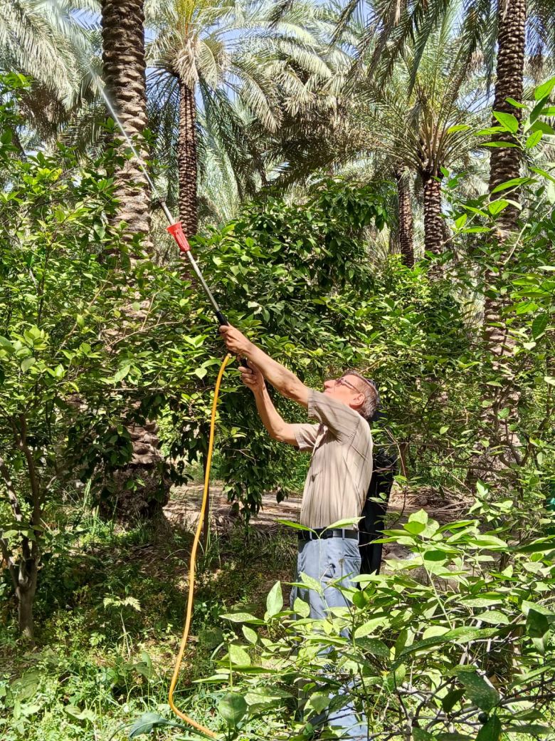 زراعة كربلاء تباشر بحملتها المجانية لمحافحة حشرة الدوباس