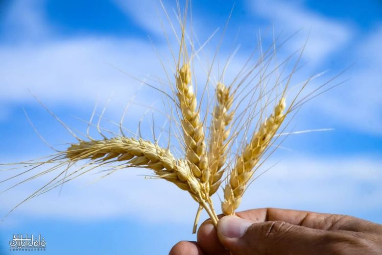 بالصور.. سنابل الخير من ارض كربلاء