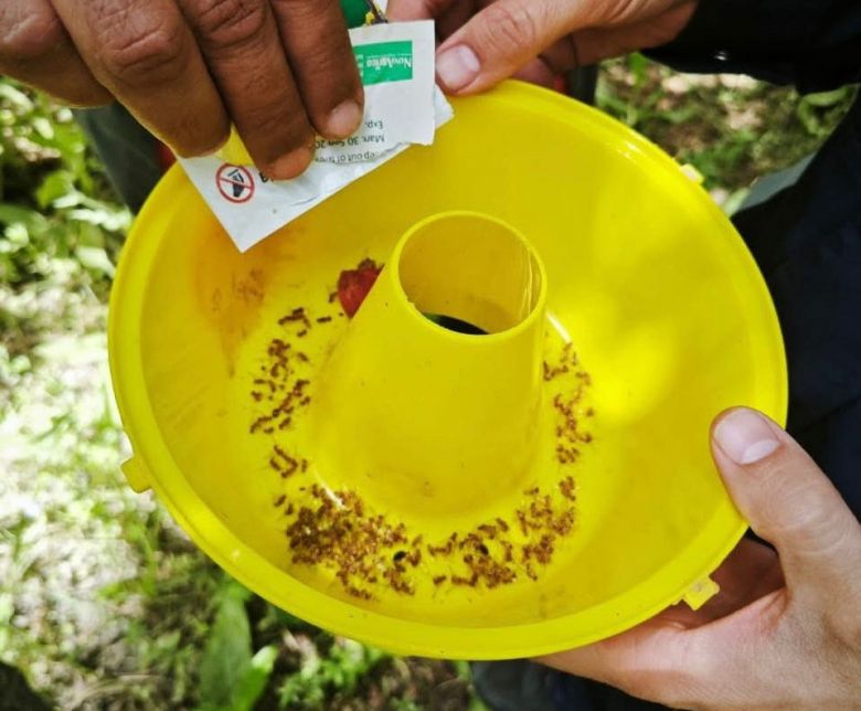 زراعة كربلاء تواصل حملاتها المجانية لمكافحة الآفات الزراعية