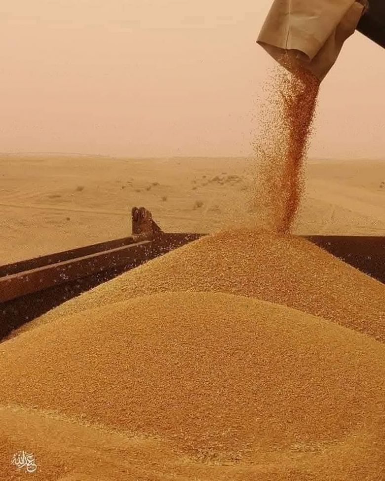 تسويق اكثر من (204) الف طن من محصول الحنطة الى منافذ التسليم في كربلاء المقدسة