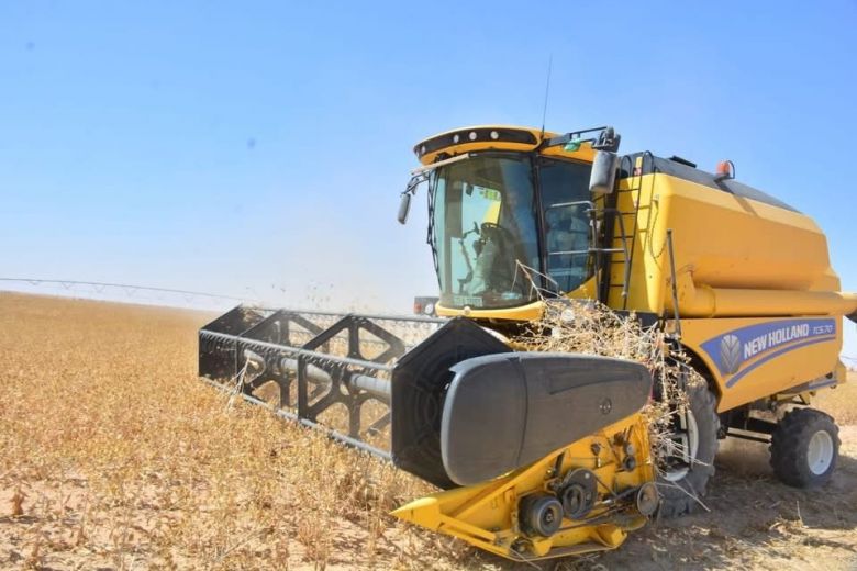 زراعة كربلاء تؤكد نجاح تجربة زراعة العصفر باستخدام منظومات الري المحوري