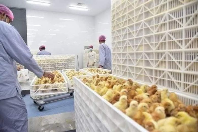 زراعة كربلاء تعلن تفقيس أكثر من 14 مليون بيضة خلال شهر واحد ورفد مشاريع الدواجن بالافراخ