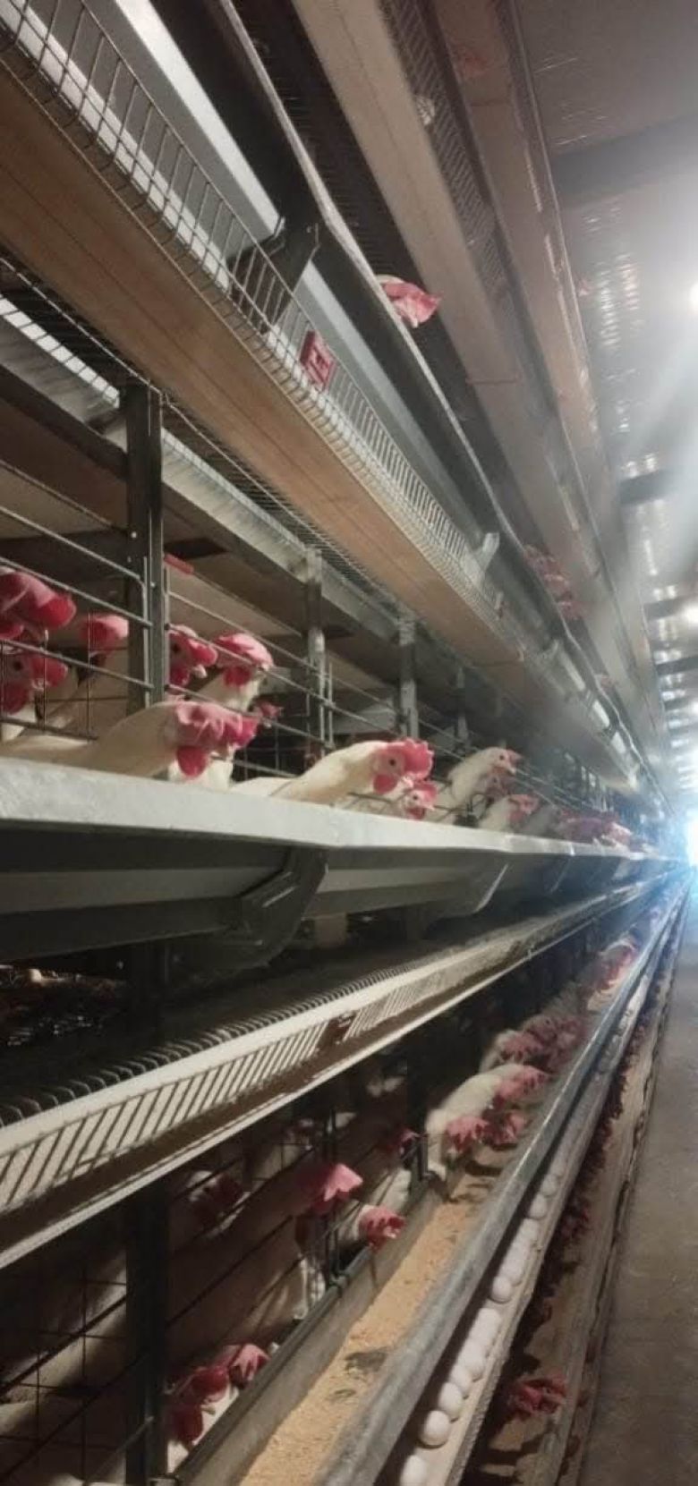 كربلاء تسوق أكثر من 156 مليون بيضة مائدة وإنتاج مايقارب ثلاثة ملايين فرخة خلال شهر حزيران