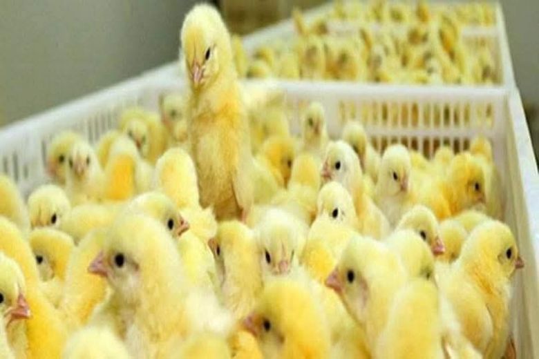 كربلاء تعزز الأمن الغذائي عبر مشاريع أمهات التفقيس وإنتاج البيض