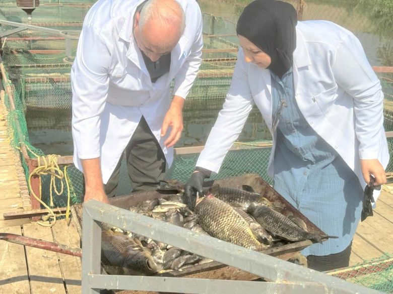زراعة كربلاء تتخذ إجراءات وقائية لحماية مشاريع الأسماك من الأمراض