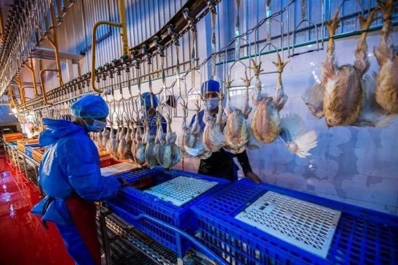 مجازر الدواجن في كربلاء تجزر أكثر من أربعة ملايين دجاجة خلال تشرين الأول