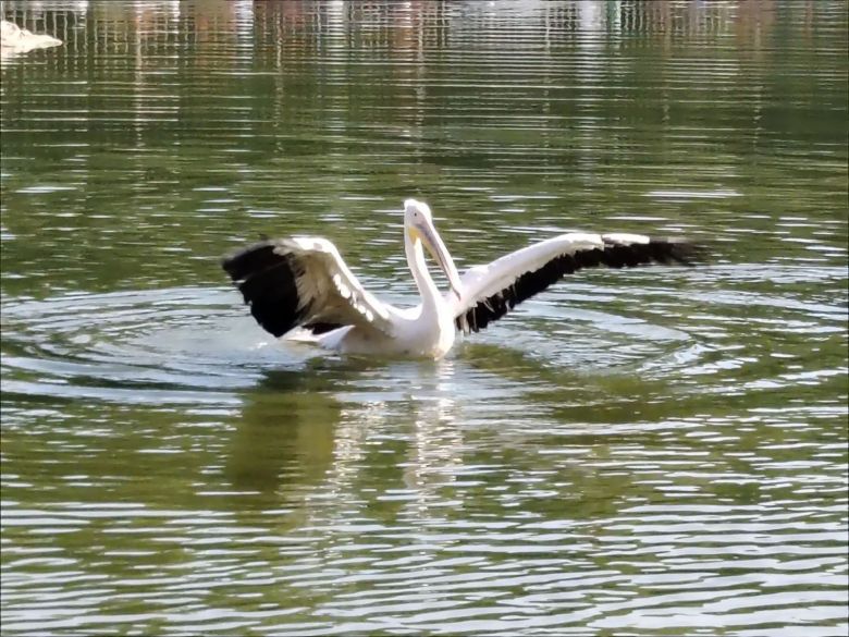 بيئة كربلاء المقدسة تُعيد طيوراً مهاجرة إلى بيئتها الطبيعية