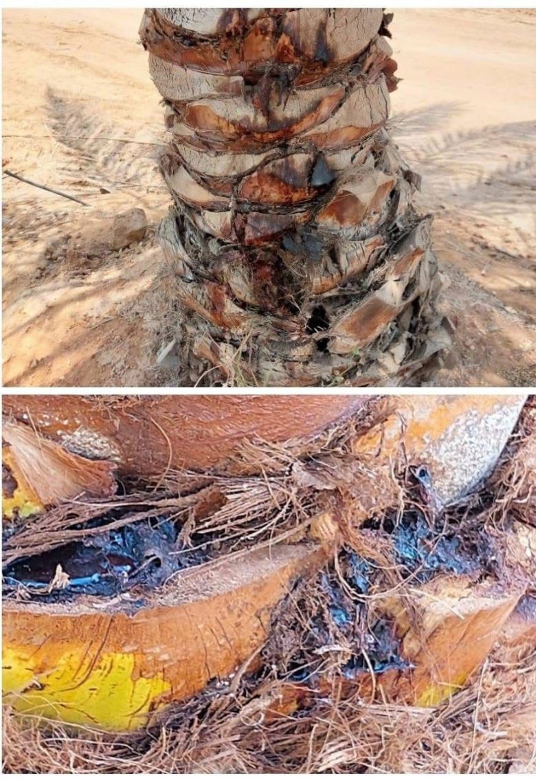 إجراءات وقائية عاجلة في كربلاء للقضاء على سوسة النخيل الحمراء وحماية النخيل المصاب