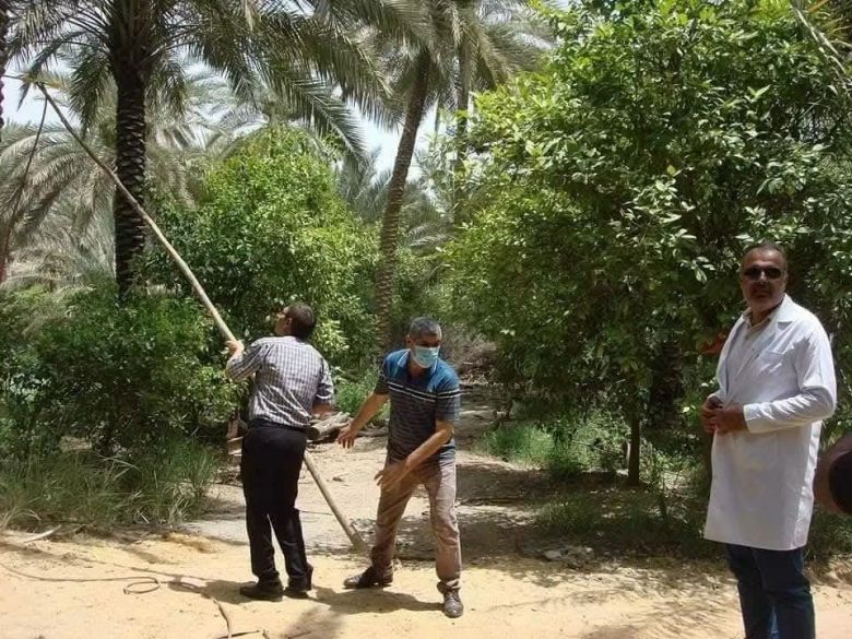 زراعة كربلاء تطلق حملة مجانية لمكافحة حشرة الدوباس على النخيل للموسم الخريفي